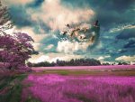 field-birds-photoshop-flight-sky-grass-11570284302quwmwvjxjn.jpg